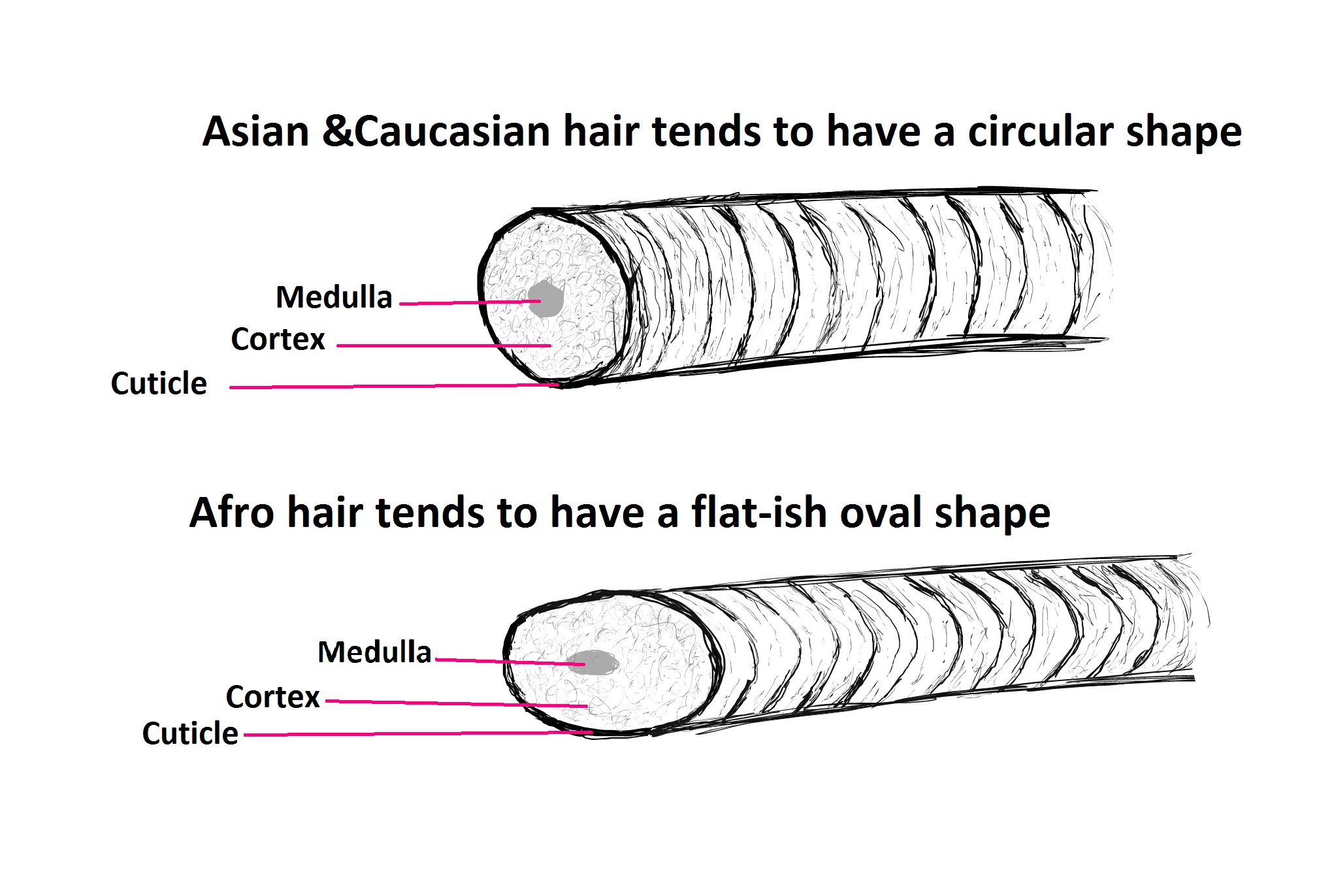 WHAT IS IT ABOUT OUR HAIR? – Diffrences between Afro, Asian and Caucasian  Hair – Rehairducation