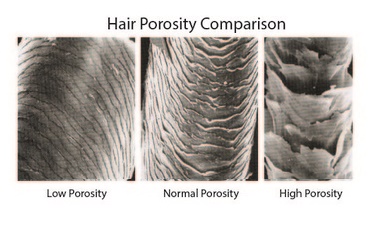 Constant Dryness and Frizz? Maybe its your Porosity! – Rehairducation